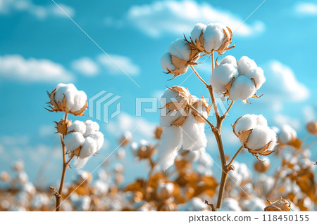 Cotton Field Under Blue Sky 118450155