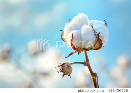 Cotton Plant Close-Up Against Blue Sky 118450326
