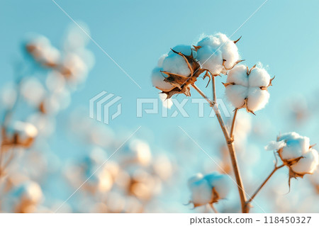 Cotton Plant Against Blue Sky 118450327