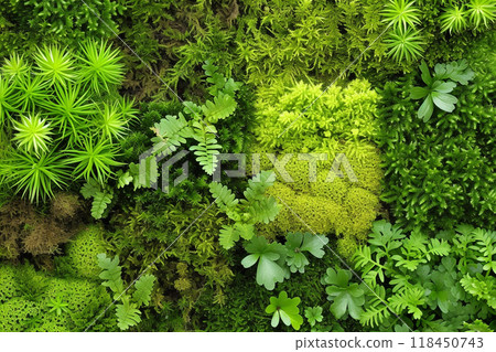 Green Nature Texture Green Nature Texture 118450743