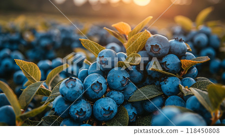 Sunset Glow Over Ripe Blueberries 118450808