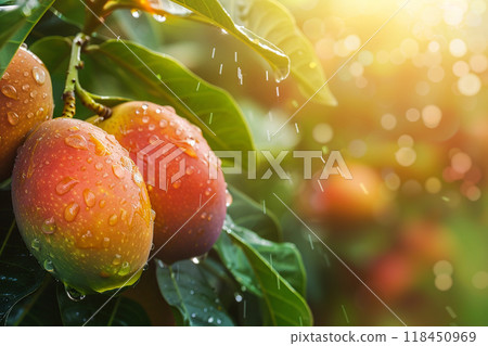 Fresh Mangoes on a Tree with Raindrops Fresh Mangoes on a Tree with Raindrops 118450969