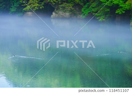 [Sai River] Ducks swimming in the river mist [Ikusaka Village, Higashichikuma District] 118451107