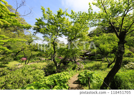 Spring at Sankeien Garden in Honmoku, Yokohama, a Japanese garden Spring at Sankeien Garden in Honmoku, Yokohama, a Japanese garden 118451705