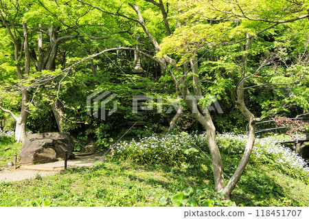 橫濱本牧三溪園的春天及其日本花園 118451707