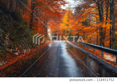 Road in colorful red forest in golden autumn in rainy day 118451752