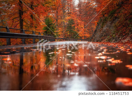 Red and orange leaves are reflecting in a puddle on a wet road Red and orange leaves are reflecting in a puddle on a wet road 118451753