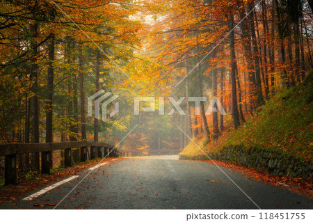 Road with fallen leaves in beautiful forest in golden autumn Road with fallen leaves in beautiful forest in golden autumn 118451755