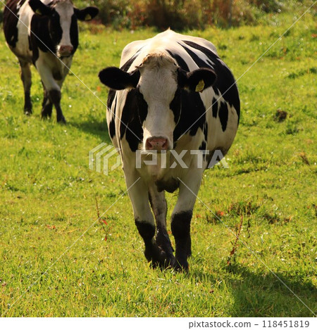 牛看著相機 牛看著相機 118451819