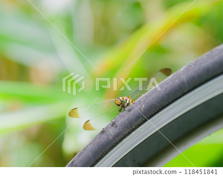 [岩手縣岩手郡/雫石町]停在輪胎上的蜻蜓 118451841