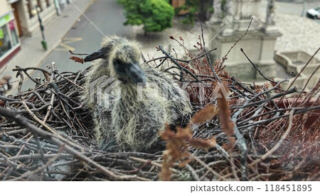 Two pigeons in a nest on a window. About four days old pigeons. life of pigeons in the city 118451895