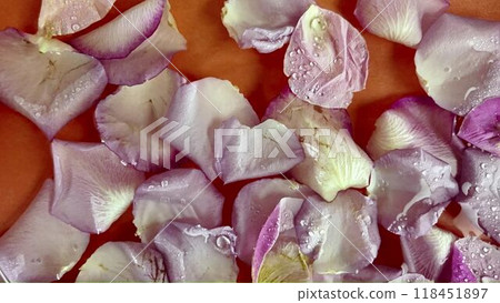 Drops of water fall on white rose petals. White rose petals in water on orange background. Concept of romance, weddings, St. Valentine Drops of water fall on white rose petals. White rose petals in water on orange background. Concept of romance, weddings, St. Valentine 118451897