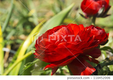 春天三月鮮紅的毛茛花 118452006