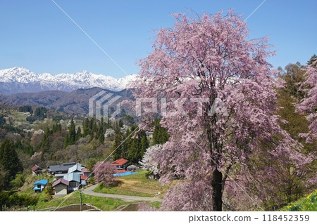 從小川村立屋展望台附近欣賞櫻花和北阿爾卑斯山的壯麗景色 從小川村立屋展望台附近欣賞櫻花和北阿爾卑斯山的壯麗景色 118452359
