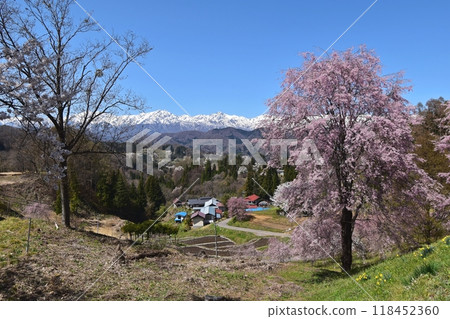從小川村立屋展望台附近欣賞櫻花和北阿爾卑斯山的壯麗景色 從小川村立屋展望台附近欣賞櫻花和北阿爾卑斯山的壯麗景色 118452360