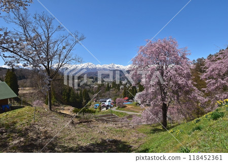 從小川村立屋展望台附近欣賞櫻花和北阿爾卑斯山的壯麗景色 從小川村立屋展望台附近欣賞櫻花和北阿爾卑斯山的壯麗景色 118452361