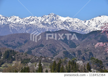 從小川村立屋展望台附近欣賞櫻花和北阿爾卑斯山的壯麗景色 從小川村立屋展望台附近欣賞櫻花和北阿爾卑斯山的壯麗景色 118452364