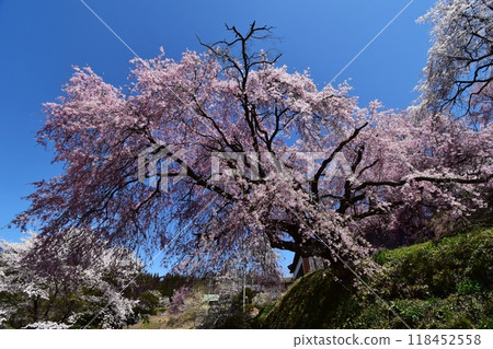 Cherry blossoms at the guardhouse in full bloom - Spring in Ogawa Village Cherry blossoms at the guardhouse in full bloom - Spring in Ogawa Village 118452558