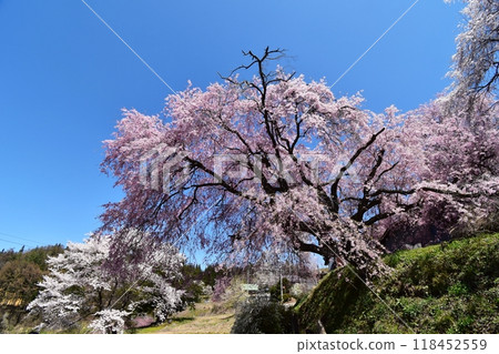 Cherry blossoms at the guardhouse in full bloom - Spring in Ogawa Village Cherry blossoms at the guardhouse in full bloom - Spring in Ogawa Village 118452559