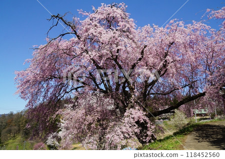 Cherry blossoms at the guardhouse in full bloom - Spring in Ogawa Village Cherry blossoms at the guardhouse in full bloom - Spring in Ogawa Village 118452560