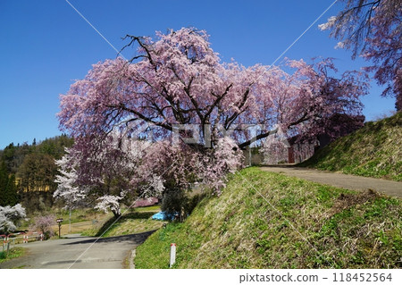 Cherry blossoms at the guardhouse in full bloom - Spring in Ogawa Village 118452564