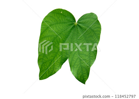 leaf of snowy orchid tree (Bauhinia acuminata) 118452797