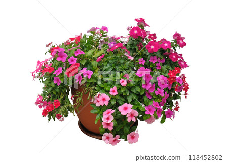 Periwinkle pink flower bush in pot Periwinkle pink flower bush in pot 118452802