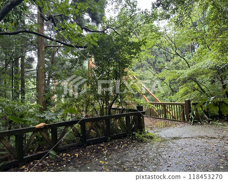 Yakushima is a World Heritage Site island located in Kagoshima Prefecture, Kyushu, Japan, is home to Yakusugi cedar trees over 1,000 years old, pristine beaches, and Japan's best sea turtle nesting si 118453270
