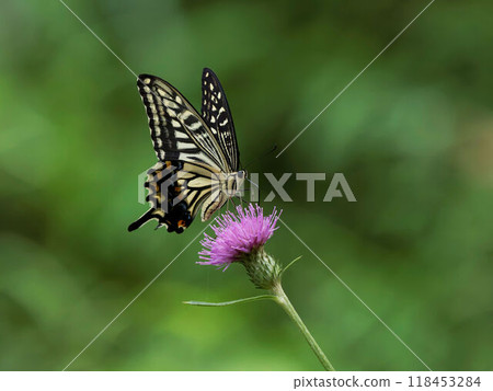 A swallowtail butterfly sucking nectar from a thistle flower A swallowtail butterfly sucking nectar from a thistle flower 118453284