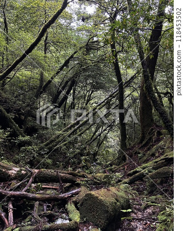 Yakusugi Land is a nature park populated by a number of yakusugi. The park is one of the most accessible places on Yakushima to see the ancient cedar trees. 118453502