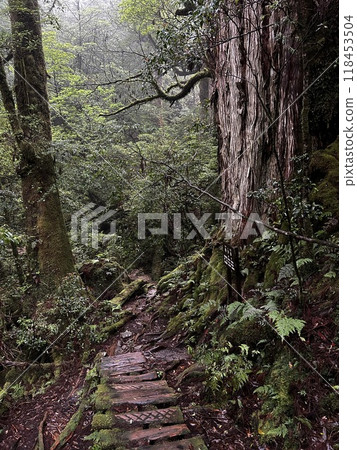 Yakusugi Land is a nature park populated by a number of yakusugi. The park is one of the most accessible places on Yakushima to see the ancient cedar trees. Yakusugi Land is a nature park populated by a number of yakusugi. The park is one of the most accessible places on Yakushima to see the ancient cedar trees. 118453504