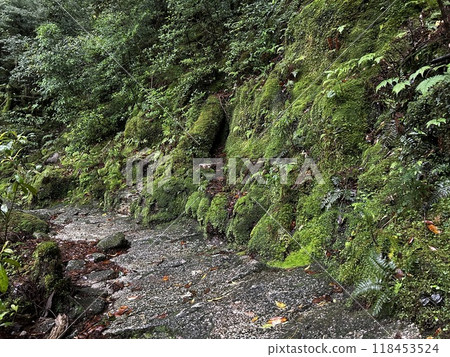 Yakusugi Land is a nature park populated by a number of yakusugi. The park is one of the most accessible places on Yakushima to see the ancient cedar trees. Yakusugi Land is a nature park populated by a number of yakusugi. The park is one of the most accessible places on Yakushima to see the ancient cedar trees. 118453524