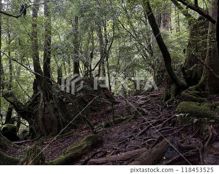 Yakusugi Land is a nature park populated by a number of yakusugi. The park is one of the most accessible places on Yakushima to see the ancient cedar trees. Yakusugi Land is a nature park populated by a number of yakusugi. The park is one of the most accessible places on Yakushima to see the ancient cedar trees. 118453525