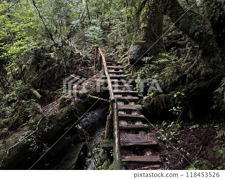 Yakusugi Land is a nature park populated by a number of yakusugi. The park is one of the most accessible places on Yakushima to see the ancient cedar trees. Yakusugi Land is a nature park populated by a number of yakusugi. The park is one of the most accessible places on Yakushima to see the ancient cedar trees. 118453526