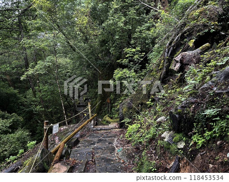 Yakusugi Land is a nature park populated by a number of yakusugi. The park is one of the most accessible places on Yakushima to see the ancient cedar trees. 118453534