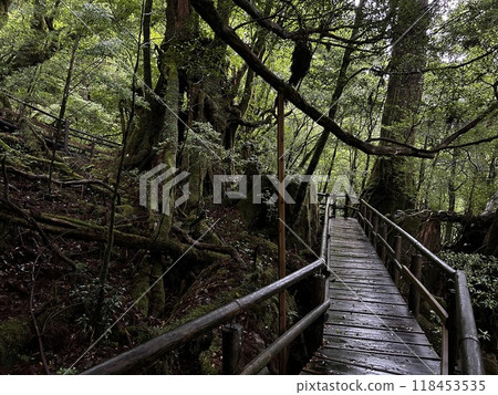 Yakusugi Land is a nature park populated by a number of yakusugi. The park is one of the most accessible places on Yakushima to see the ancient cedar trees. 118453535
