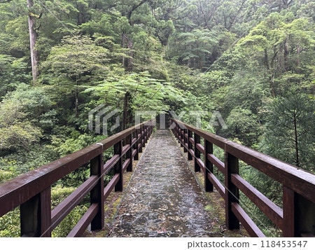 Yakusugi Land is a nature park populated by a number of yakusugi. The park is one of the most accessible places on Yakushima to see the ancient cedar trees. Yakusugi Land is a nature park populated by a number of yakusugi. The park is one of the most accessible places on Yakushima to see the ancient cedar trees. 118453547