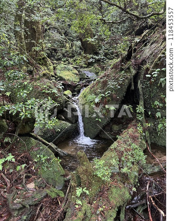 Yakusugi Land is a nature park populated by a number of yakusugi. The park is one of the most accessible places on Yakushima to see the ancient cedar trees. 118453557