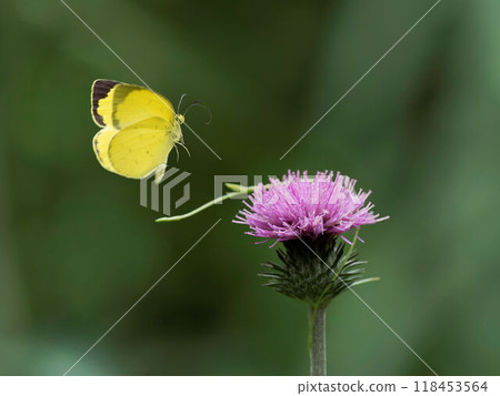 A northern yellow butterfly flying in search of nectar 118453564
