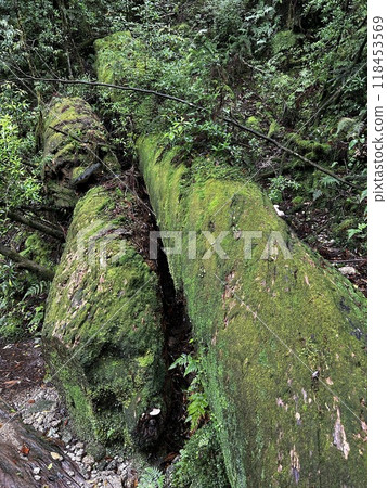 Yakusugi Land is a nature park populated by a number of yakusugi. The park is one of the most accessible places on Yakushima to see the ancient cedar trees. 118453569