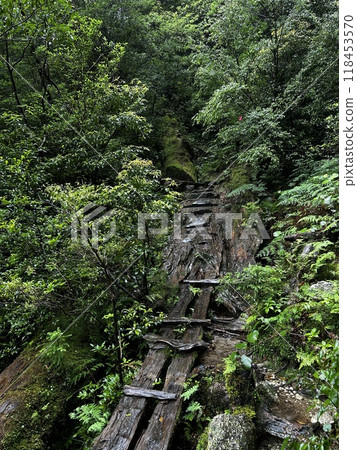 Yakusugi Land is a nature park populated by a number of yakusugi. The park is one of the most accessible places on Yakushima to see the ancient cedar trees. 118453570