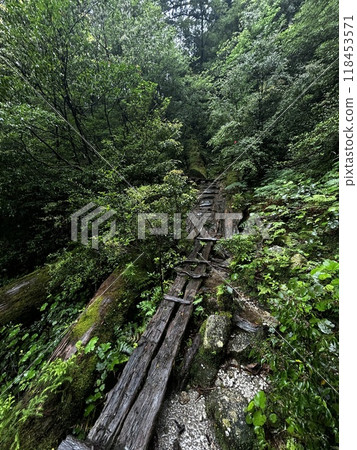 Yakusugi Land is a nature park populated by a number of yakusugi. The park is one of the most accessible places on Yakushima to see the ancient cedar trees. 118453571