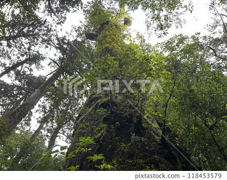 Yakusugi Land is a nature park populated by a number of yakusugi. The park is one of the most accessible places on Yakushima to see the ancient cedar trees. 118453579
