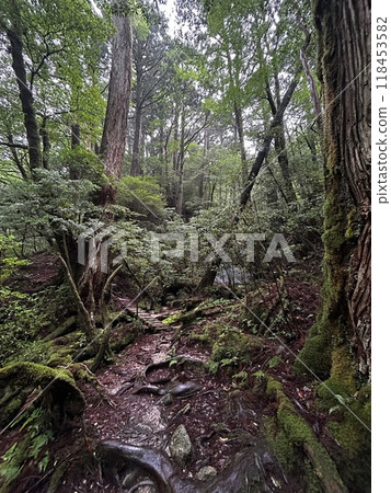 Yakusugi Land is a nature park populated by a number of yakusugi. The park is one of the most accessible places on Yakushima to see the ancient cedar trees. 118453582