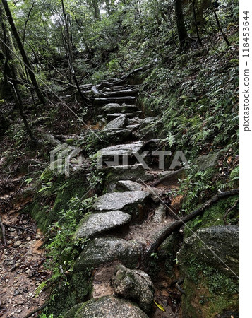 The Shiratani Unsuikyo Ravine on Yakushima is a lush nature park containing several ancient cedars, Yakushima is a World Heritage Site island located in Kagoshima Prefecture, Kyushu, Japan 118453644