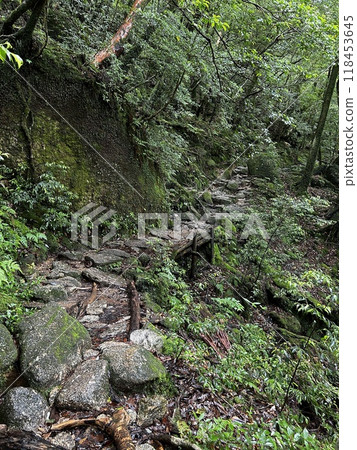 The Shiratani Unsuikyo Ravine on Yakushima is a lush nature park containing several ancient cedars, Yakushima is a World Heritage Site island located in Kagoshima Prefecture, Kyushu, Japan 118453645