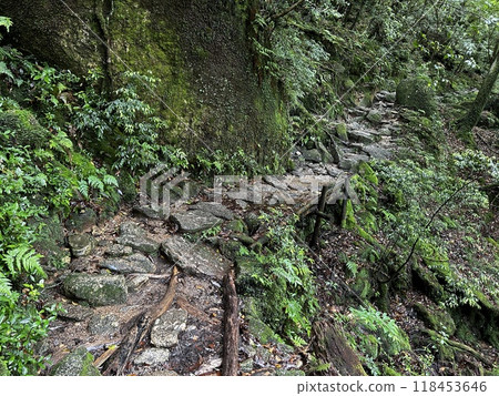 The Shiratani Unsuikyo Ravine on Yakushima is a lush nature park containing several ancient cedars, Yakushima is a World Heritage Site island located in Kagoshima Prefecture, Kyushu, Japan 118453646