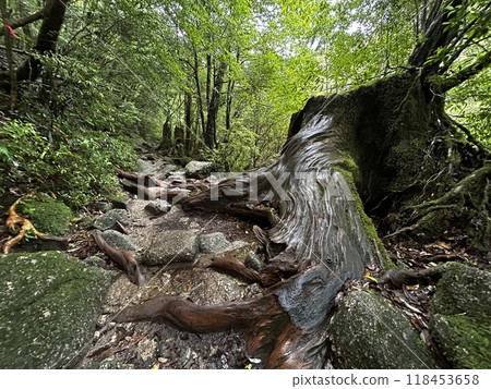 The Shiratani Unsuikyo Ravine on Yakushima is a lush nature park containing several ancient cedars, Yakushima is a World Heritage Site island located in Kagoshima Prefecture, Kyushu, Japan 118453658