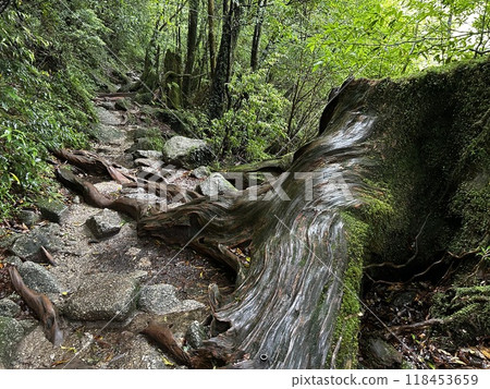 The Shiratani Unsuikyo Ravine on Yakushima is a lush nature park containing several ancient cedars, Yakushima is a World Heritage Site island located in Kagoshima Prefecture, Kyushu, Japan 118453659