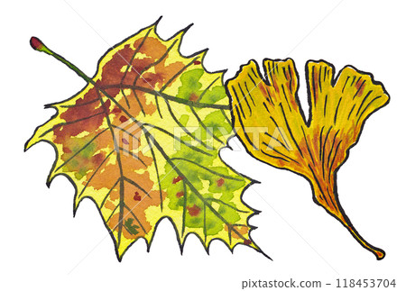 Hand-painted watercolor paintings (etegami) of autumnal "sycamore leaves" and "ginkgo leaves" Hand-painted watercolor paintings (etegami) of autumnal "sycamore leaves" and "ginkgo leaves" 118453704